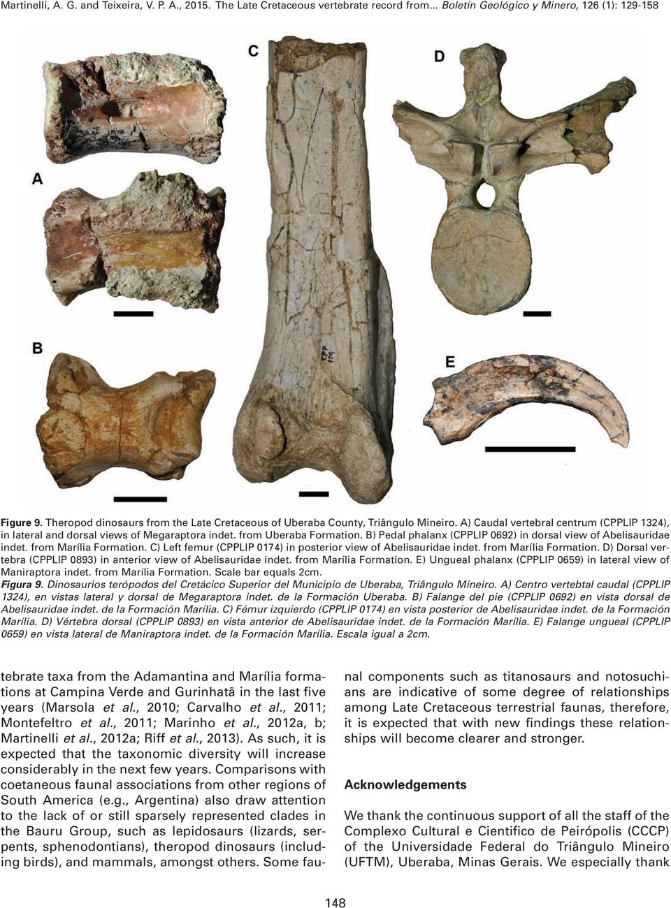 from Marília Formation. D) Dorsal vertebra (CPPLIP 0893) in anterior view of Abelisauridae indet. from Marília Formation. E) Ungueal phalanx (CPPLIP 0659) in lateral view of Maniraptora indet.