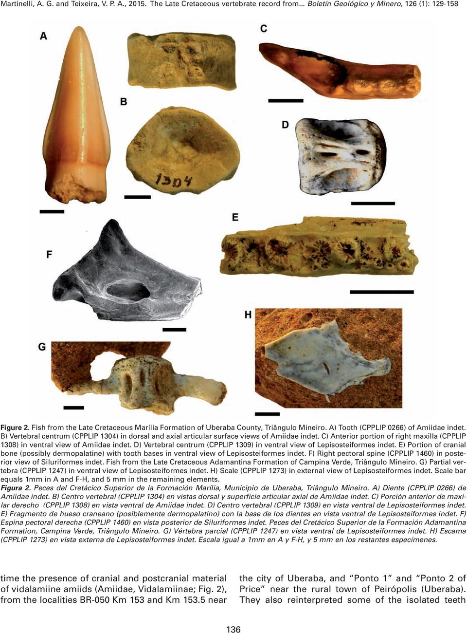 D) Vertebral centrum (CPPLIP 1309) in ventral view of Lepisosteiformes indet. E) Portion of cranial bone (possibly dermopalatine) with tooth bases in ventral view of Lepisosteiformes indet.