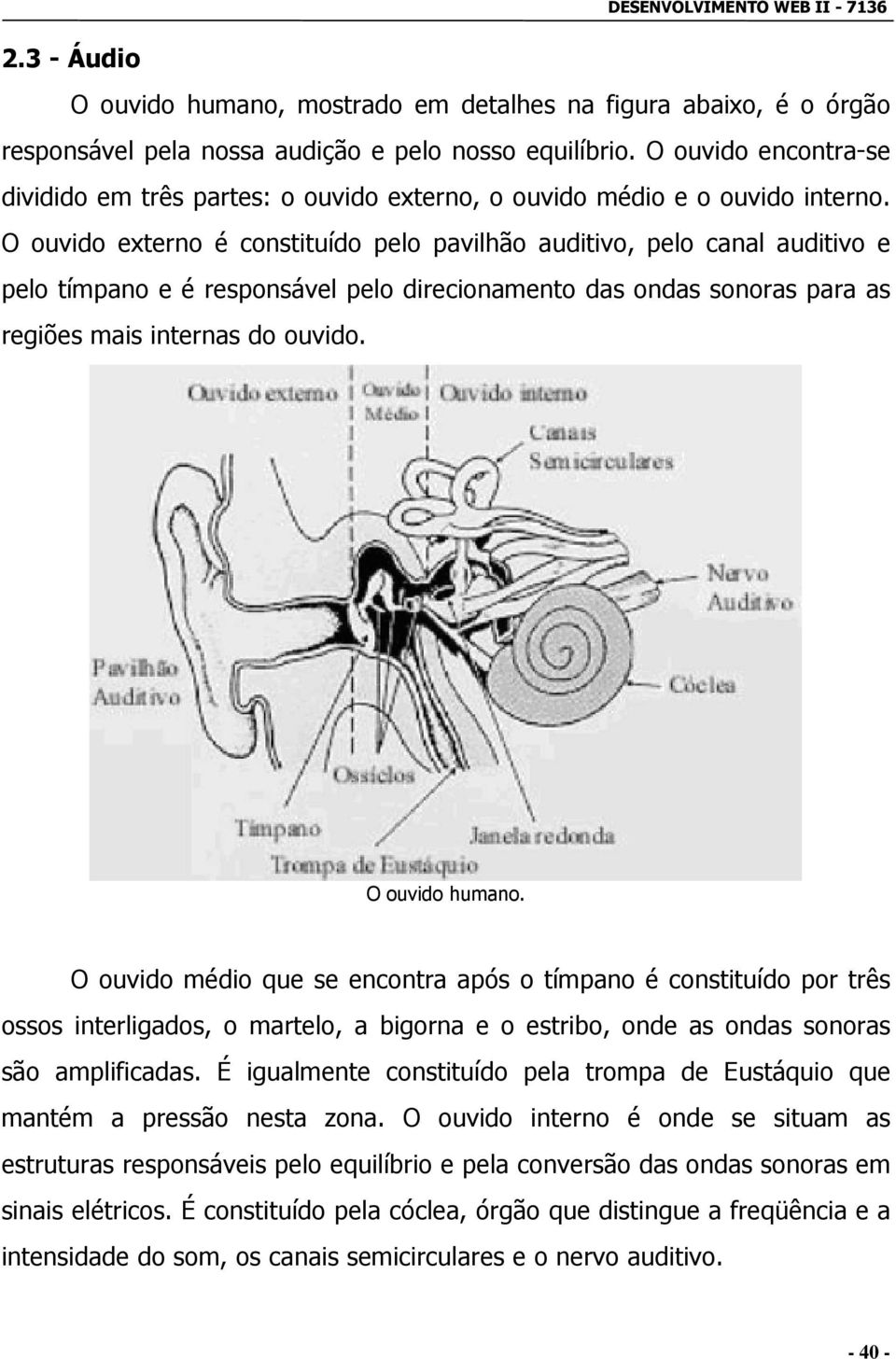 O ouvido externo é constituído pelo pavilhão auditivo, pelo canal auditivo e pelo tímpano e é responsável pelo direcionamento das ondas sonoras para as regiões mais internas do ouvido.