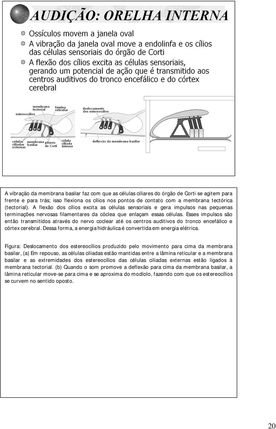 Esses impulsos são então transmitidos através do nervo coclear até os centros auditivos do tronco encefálico e córtex cerebral. Dessa forma, a energia hidráulica é convertida em energia elétrica.