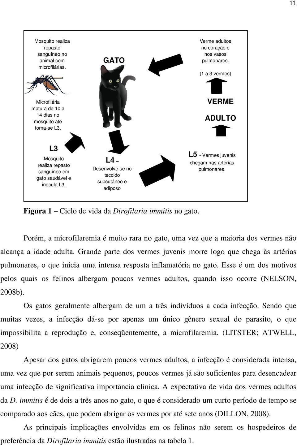 (70-90 dias pós-infecção) Figura 1 Ciclo de vida da Dirofilaria immitis no gato. Porém, a microfilaremia é muito rara no gato, uma vez que a maioria dos vermes não alcança a idade adulta.