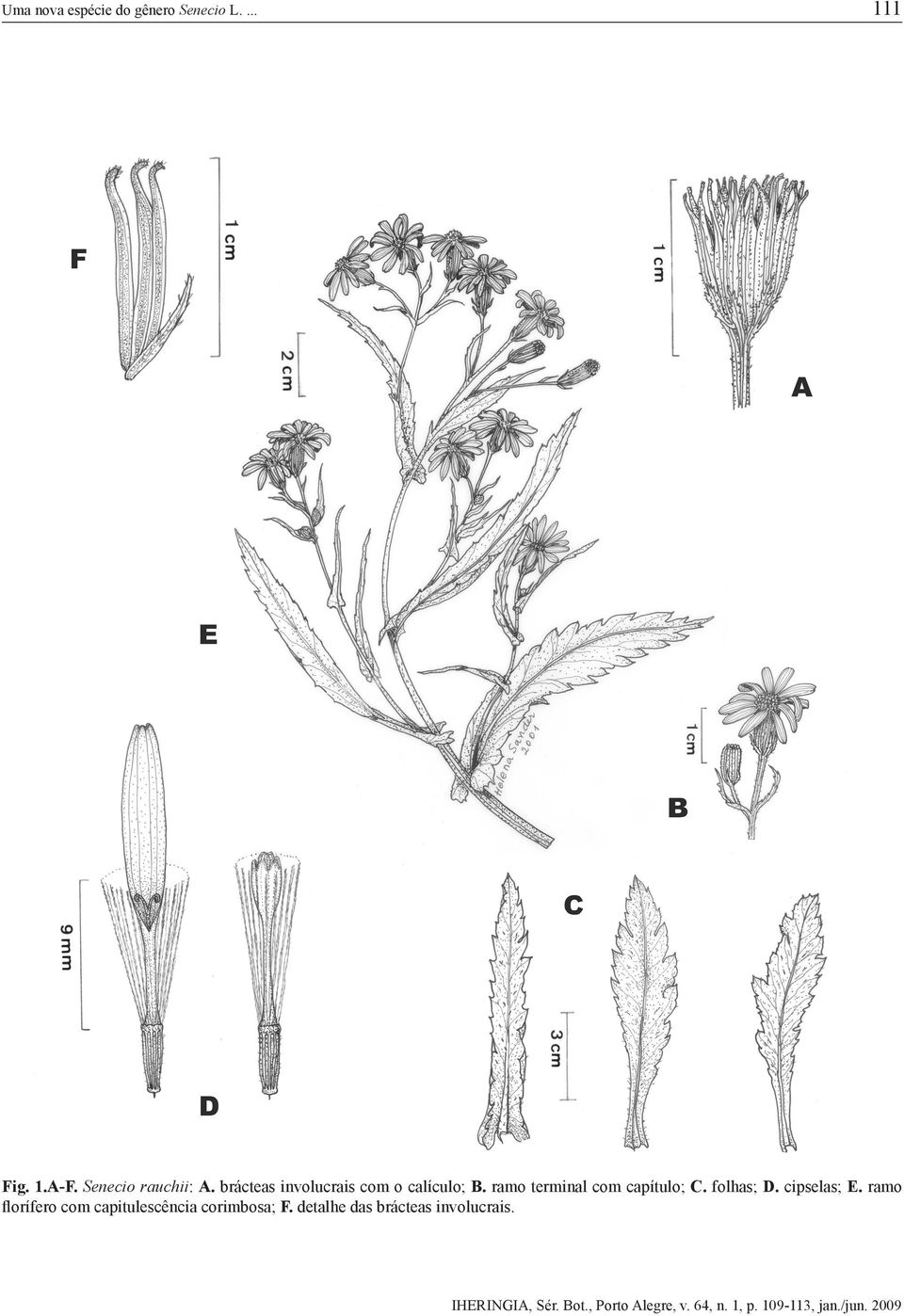 ramo terminal com capítulo; C. folhas; D. cipselas; E.