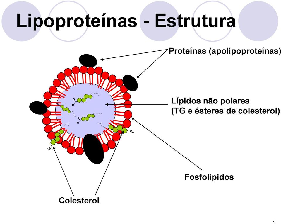 não polares (TG e ésteres de