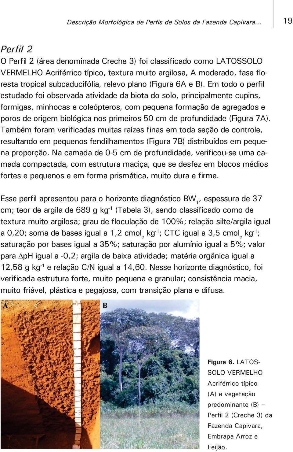 plano (Figura 6A e B).