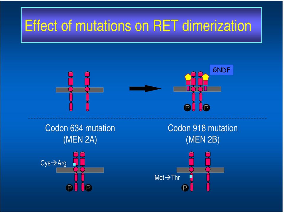 mutation (MEN 2A) Codon 918