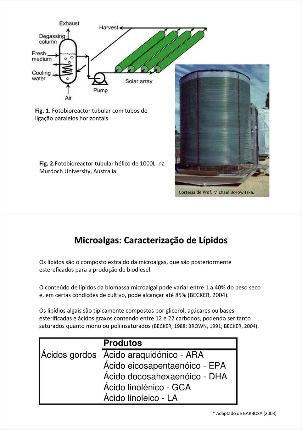 O conteúdo de lípidos da biomassa microalgalpode variar entre 1 a 40% do peso seco e, em certas condições de cultivo, pode alcançar até 85% (BECKER, 2004).