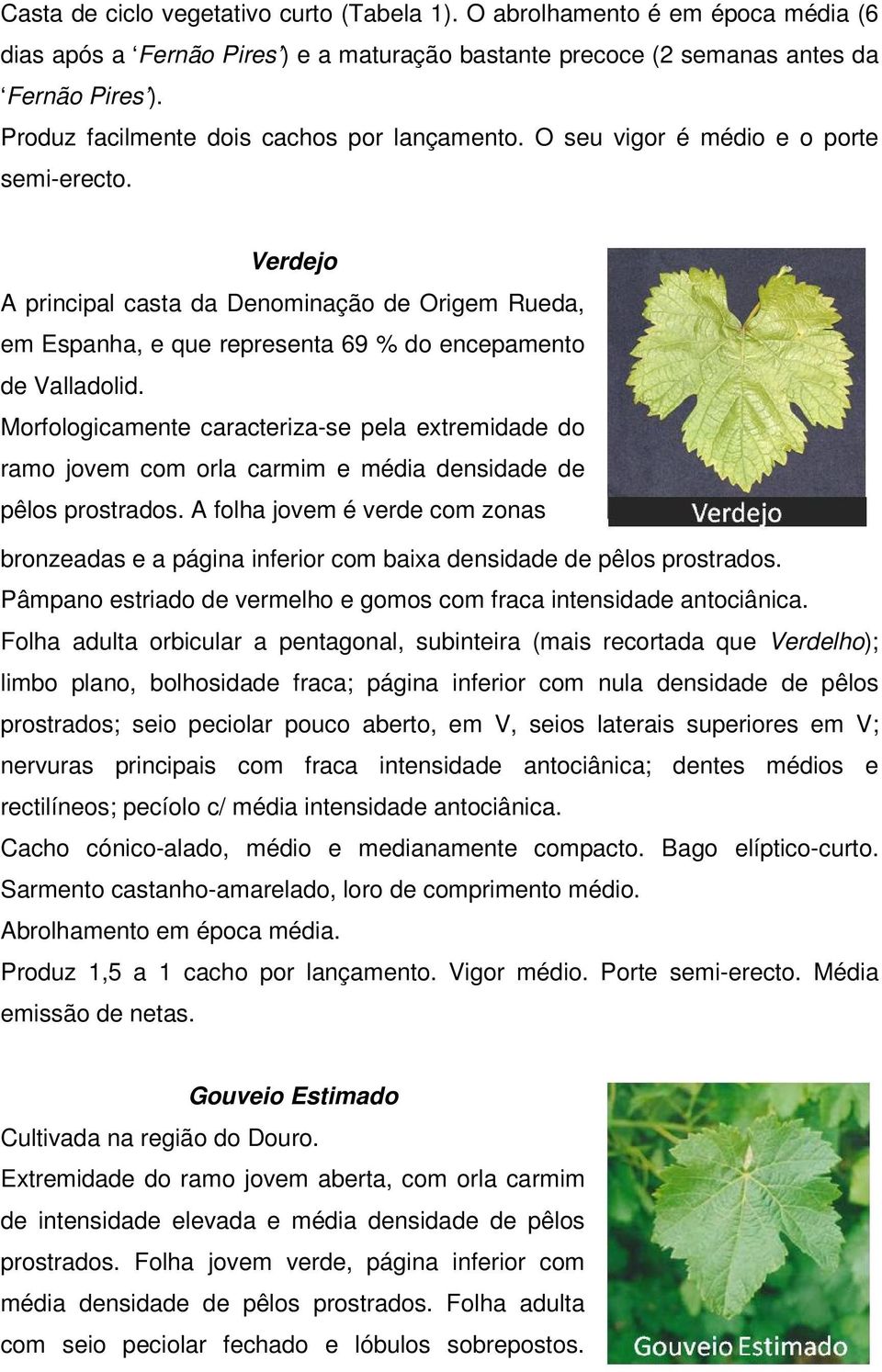 Verdejo A principal casta da Denominação de Origem Rueda, em Espanha, e que representa 69 % do encepamento de Valladolid.