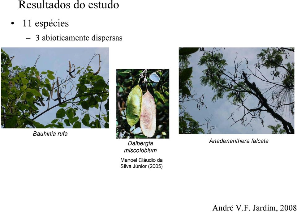 Dalbergia miscolobium Manoel Cláudio