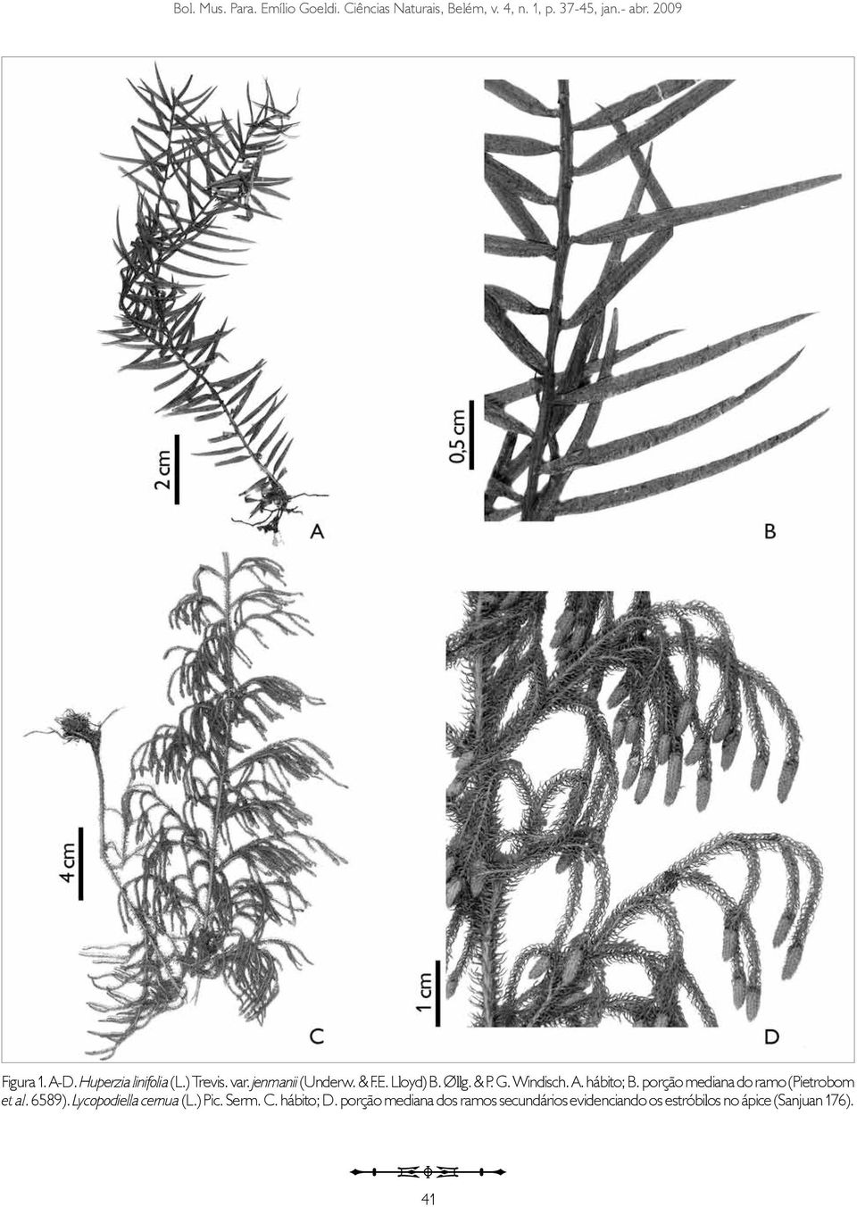 porção mediana do ramo (Pietrobom et al. 6589). Lycopodiella cernua (L.) Pic.