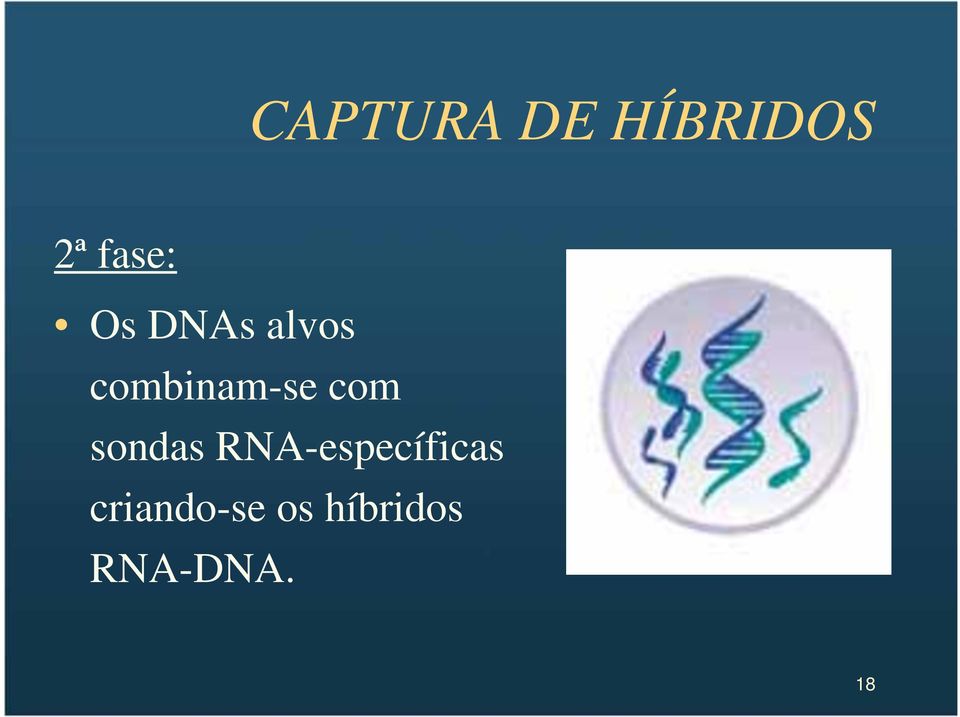 com sondas RNA-específicas