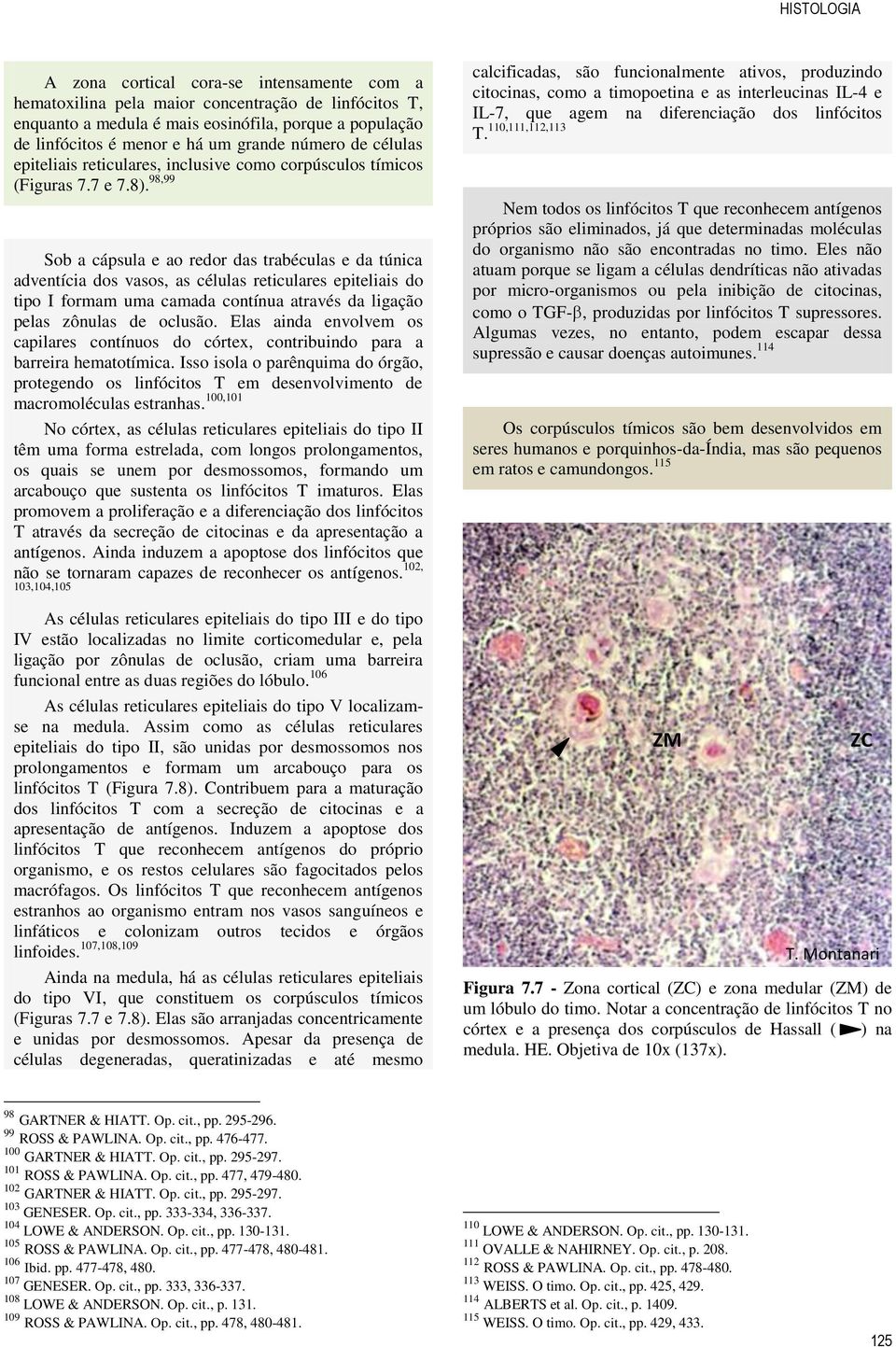 98,99 Sob a cápsula e ao redor das trabéculas e da túnica adventícia dos vasos, as células reticulares epiteliais do tipo I formam uma camada contínua através da ligação pelas zônulas de oclusão.