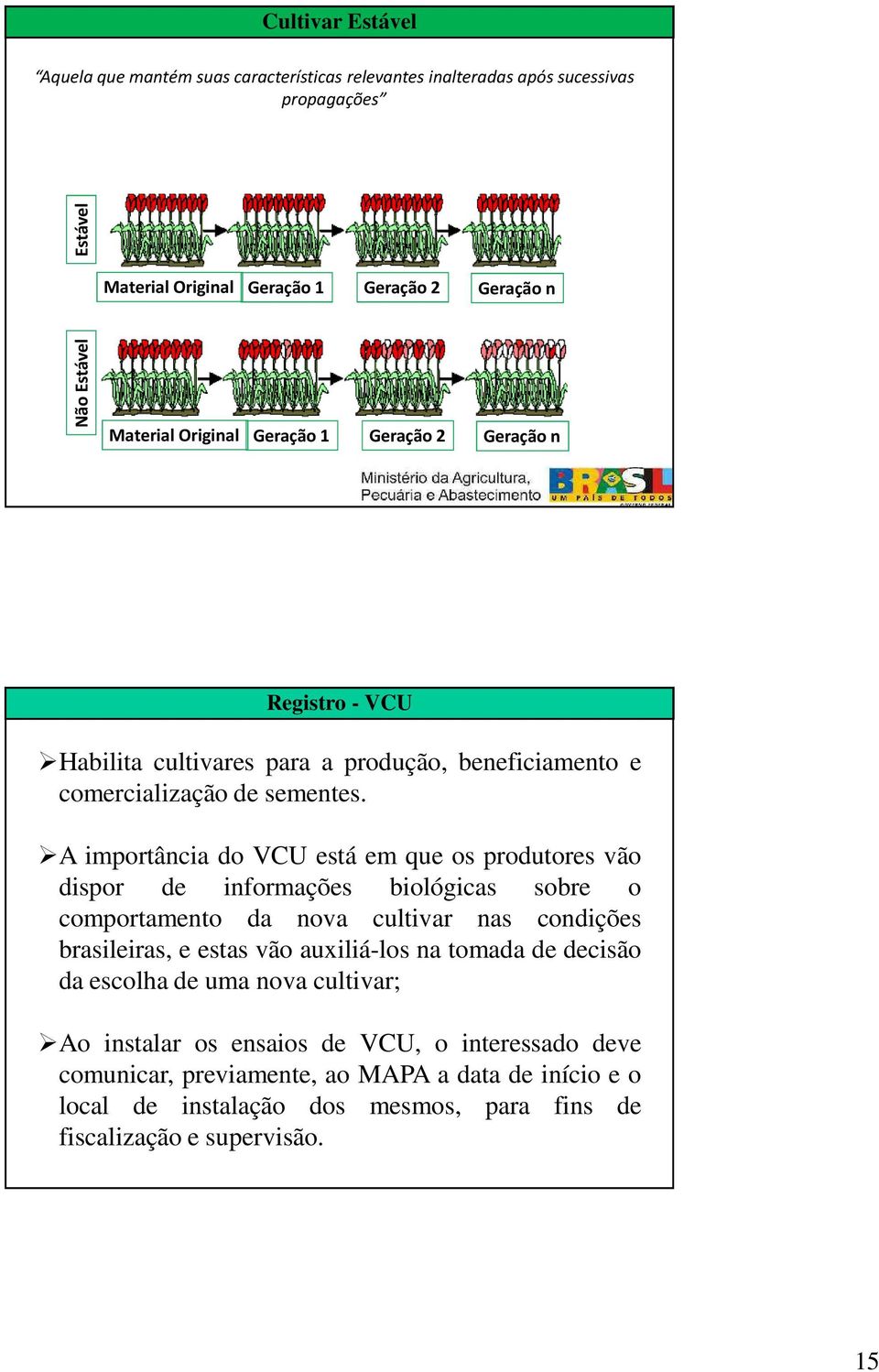 A importância do VCU está em que os produtores vão dispor de informações biológicas sobre o comportamento da nova cultivar nas condições brasileiras, e estas vão auxiliá-los na