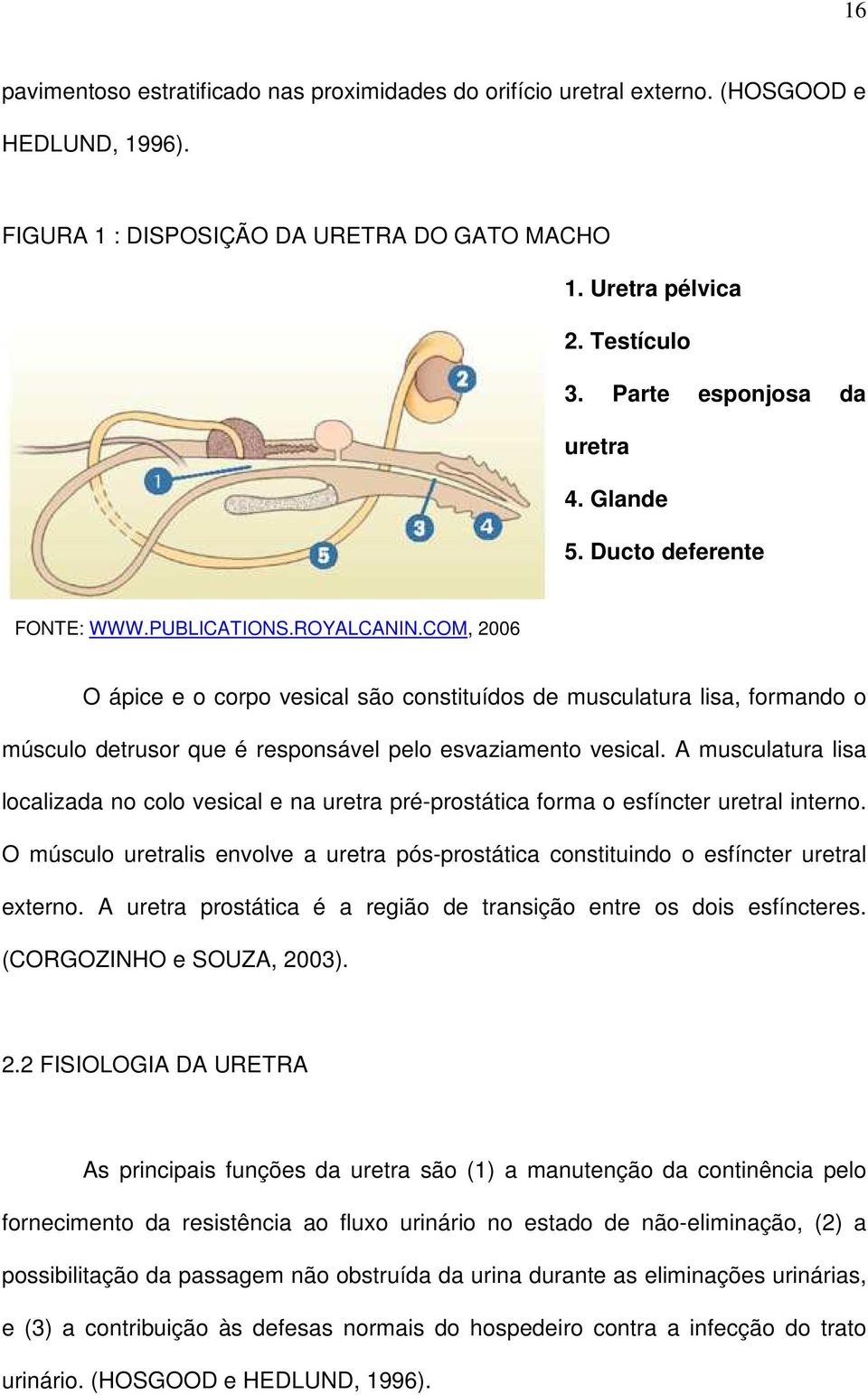 COM, 2006 O ápice e o corpo vesical são constituídos de musculatura lisa, formando o músculo detrusor que é responsável pelo esvaziamento vesical.