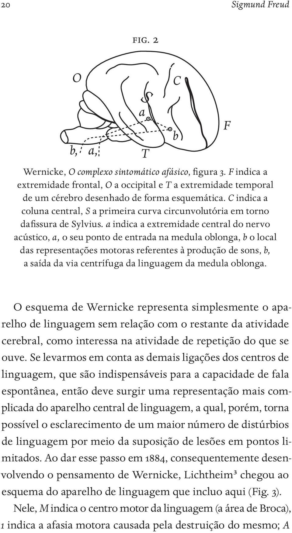 C indica a coluna central, S a primeira curva circunvolutória em torno dafissura de Sylvius.