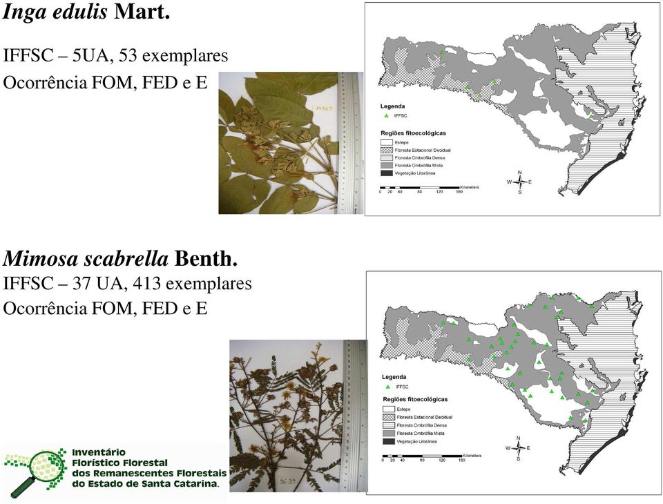 FOM, FED e E Mimosa scabrella Benth.