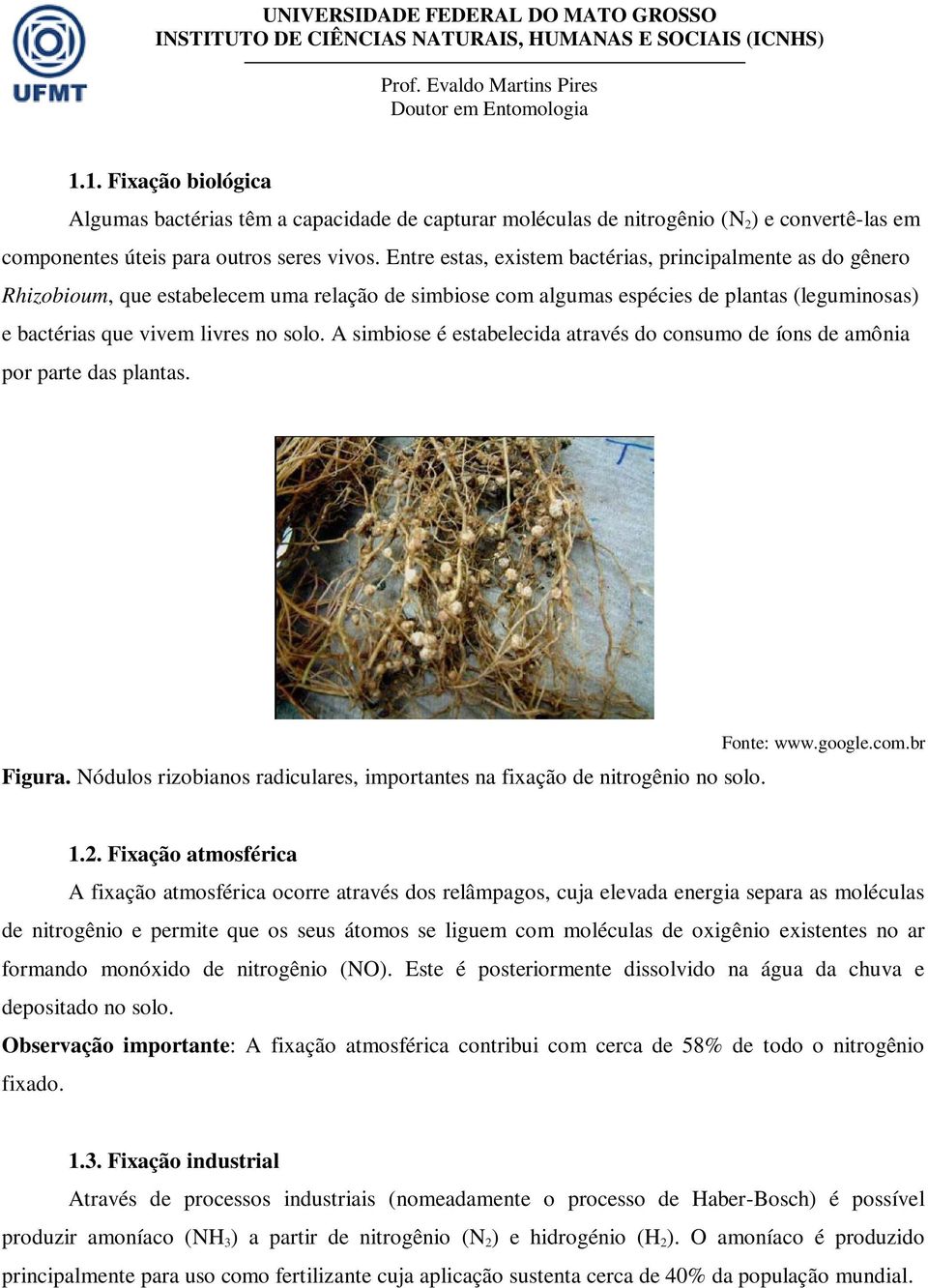 A simbiose é estabelecida através do consumo de íons de amônia por parte das plantas. Figura. Nódulos rizobianos radiculares, importantes na fixação de nitrogênio no solo. Fonte: www.google.com.br 1.