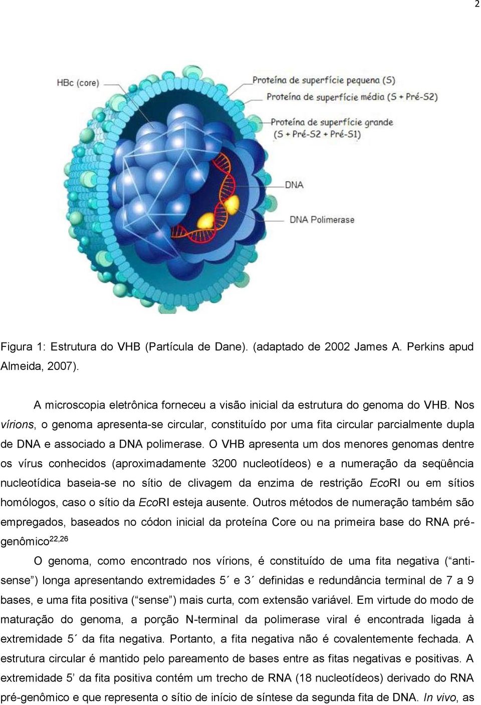 O VHB apresenta um dos menores genomas dentre os vírus conhecidos (aproximadamente 3200 nucleotídeos) e a numeração da seqüência nucleotídica baseia-se no sítio de clivagem da enzima de restrição