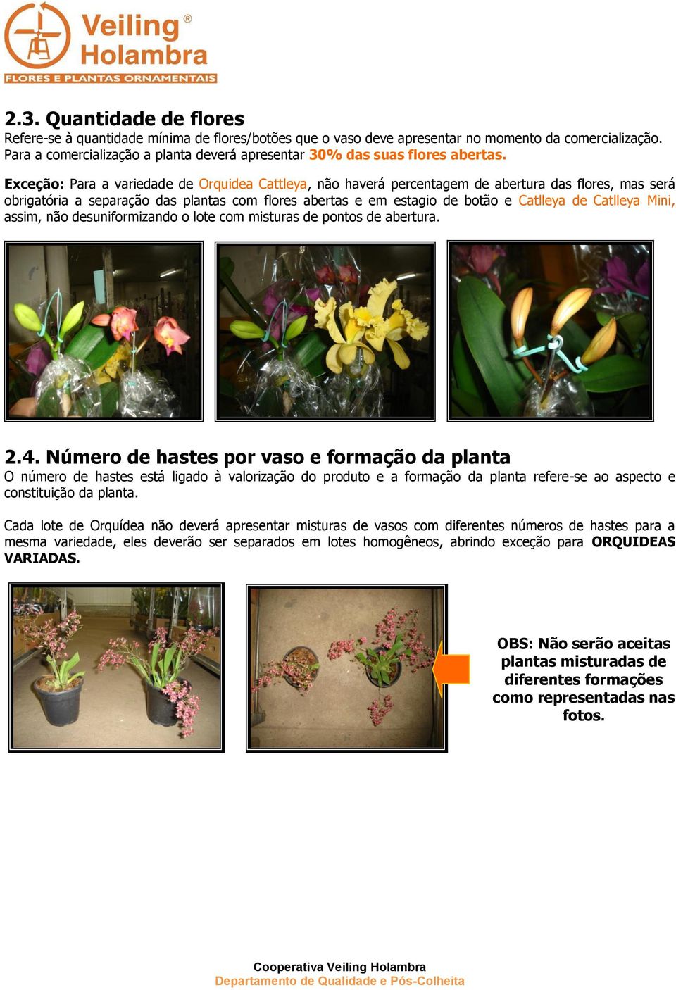 Exceção: Para a variedade de Orquidea Cattleya, não haverá percentagem de abertura das flores, mas será obrigatória a separação das plantas com flores abertas e em estagio de botão e Catlleya de