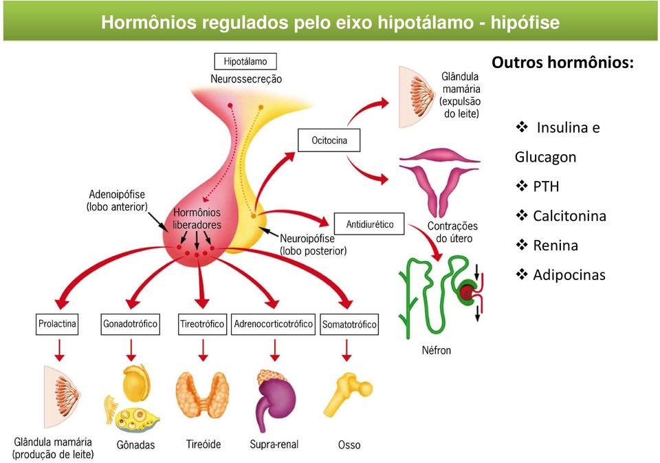 hormônios: Insulina e Glucagon