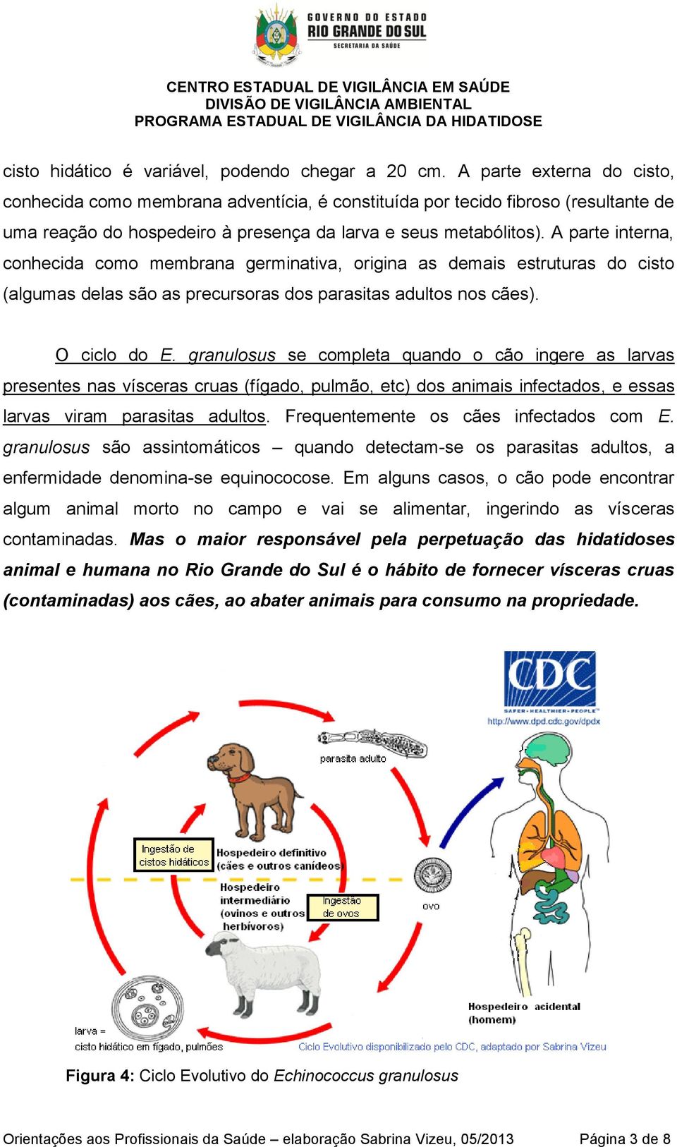 A parte interna, conhecida como membrana germinativa, origina as demais estruturas do cisto (algumas delas são as precursoras dos parasitas adultos nos cães). O ciclo do E.