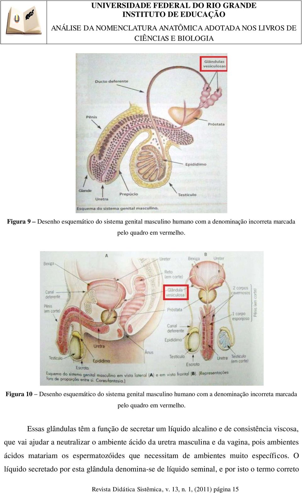 Essas glândulas têm a função de secretar um líquido alcalino e de consistência viscosa, que vai ajudar a neutralizar o ambiente ácido da uretra masculina e da vagina,