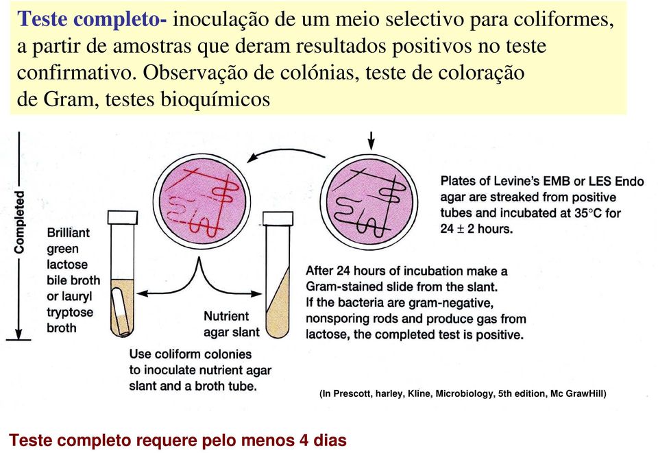 Observação de colónias, teste de coloração de Gram, testes bioquímicos (In