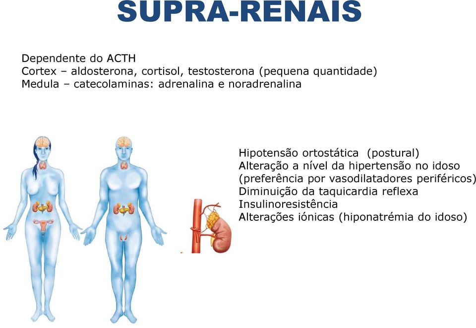 (postural) Alteração a nível da hipertensão no idoso (preferência por vasodilatadores