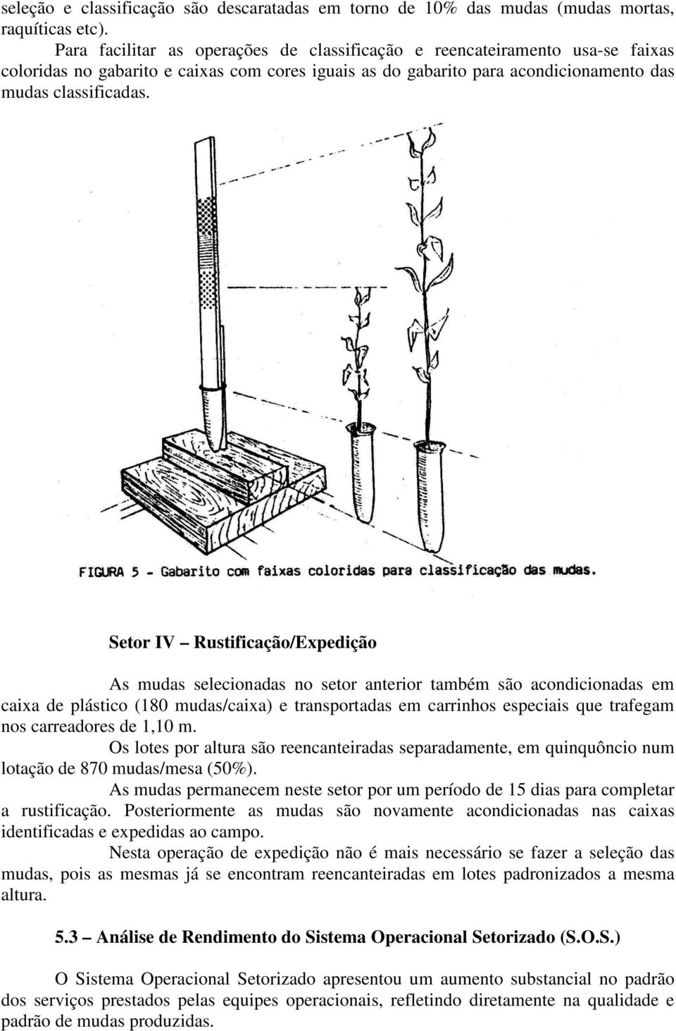 Setor IV Rustificação/Expedição As mudas selecionadas no setor anterior também são acondicionadas em caixa de plástico (180 mudas/caixa) e transportadas em carrinhos especiais que trafegam nos