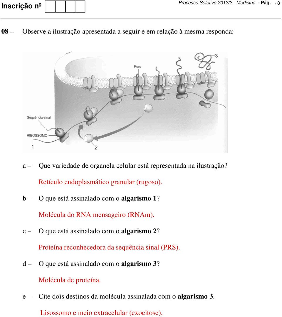 ilustração? Retículo endoplasmático granular (rugoso). O que está assinalado com o algarismo 1? Molécula do RNA mensageiro (RNAm).