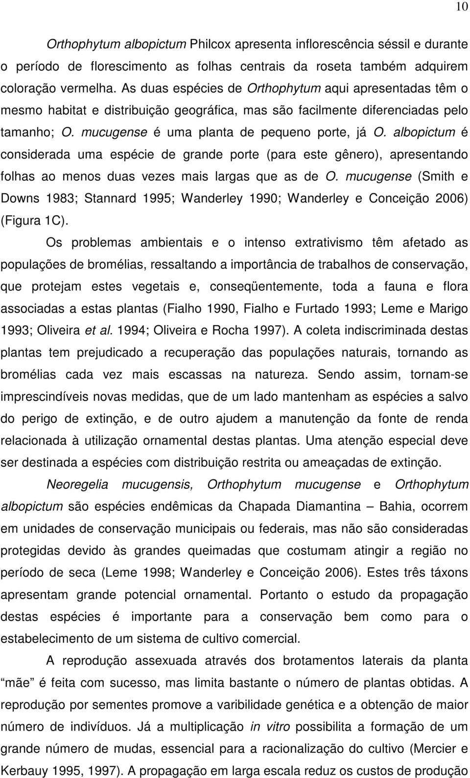 albopictum é considerada uma espécie de grande porte (para este gênero), apresentando folhas ao menos duas vezes mais largas que as de O.