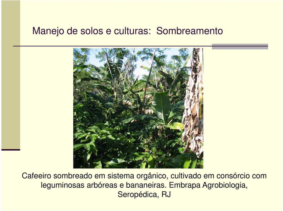 cultivado em consórcio com leguminosas