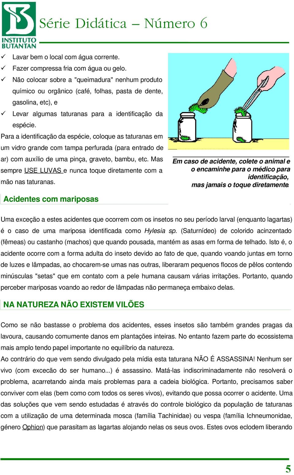 Para a identificação da espécie, coloque as taturanas em um vidro grande com tampa perfurada (para entrado de ar) com auxílio de uma pinça, graveto, bambu, etc.