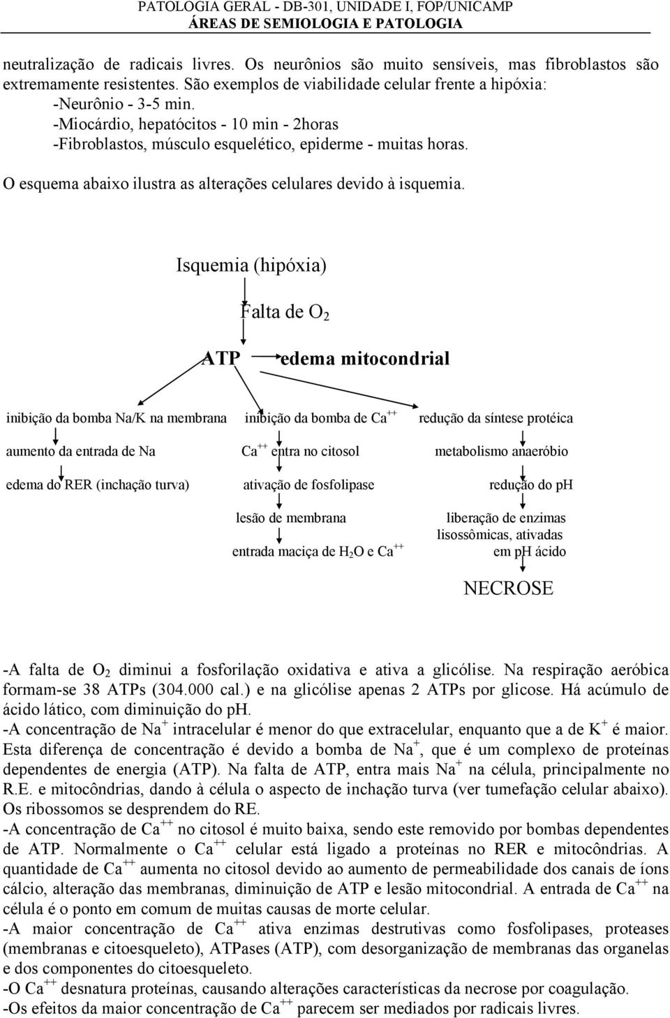 Isquemia (hipóxia) Falta de O 2 ATP edema mitocondrial inibição da bomba Na/K na membrana inibição da bomba de Ca ++ redução da síntese protéica aumento da entrada de Na Ca ++ entra no citosol