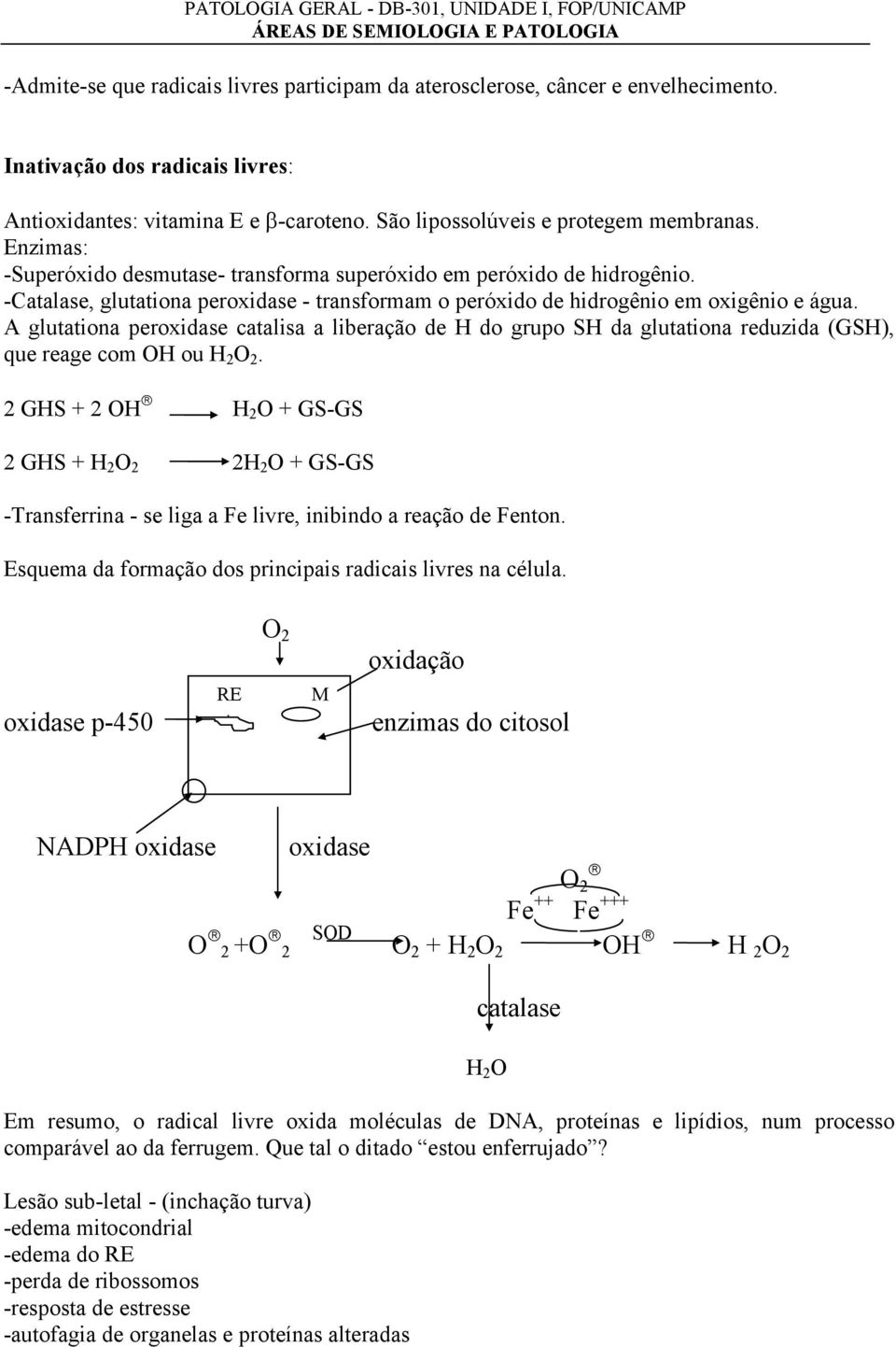 A glutationa peroxidase catalisa a liberação de H do grupo SH da glutationa reduzida (GSH), que reage com OH ou H 2 O 2.