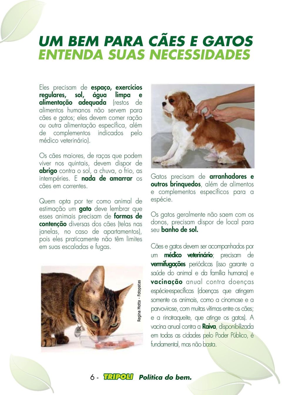 Os cães maiores, de raças que podem viver nos quintais, devem dispor de abrigo contra o sol, a chuva, o frio, as intempéries. E nada de amarrar os cães em correntes.