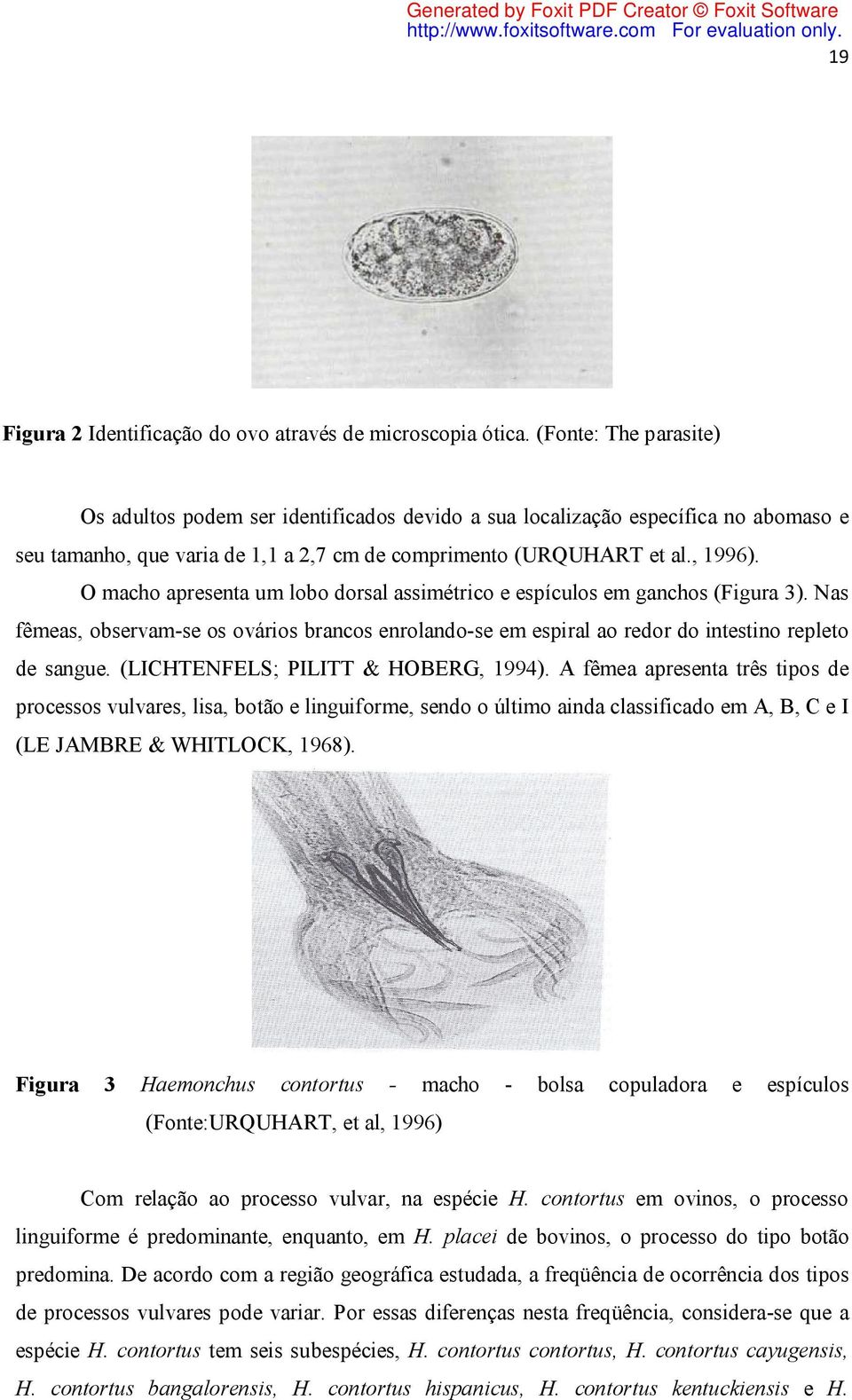 O macho apresenta um lobo dorsal assimétrico e espículos em ganchos (Figura 3). Nas fêmeas, observam-se os ovários brancos enrolando-se em espiral ao redor do intestino repleto de sangue.