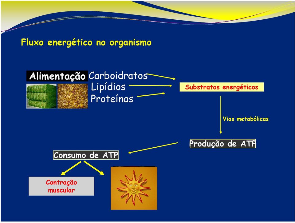 Proteínas Substratos energéticos Vias