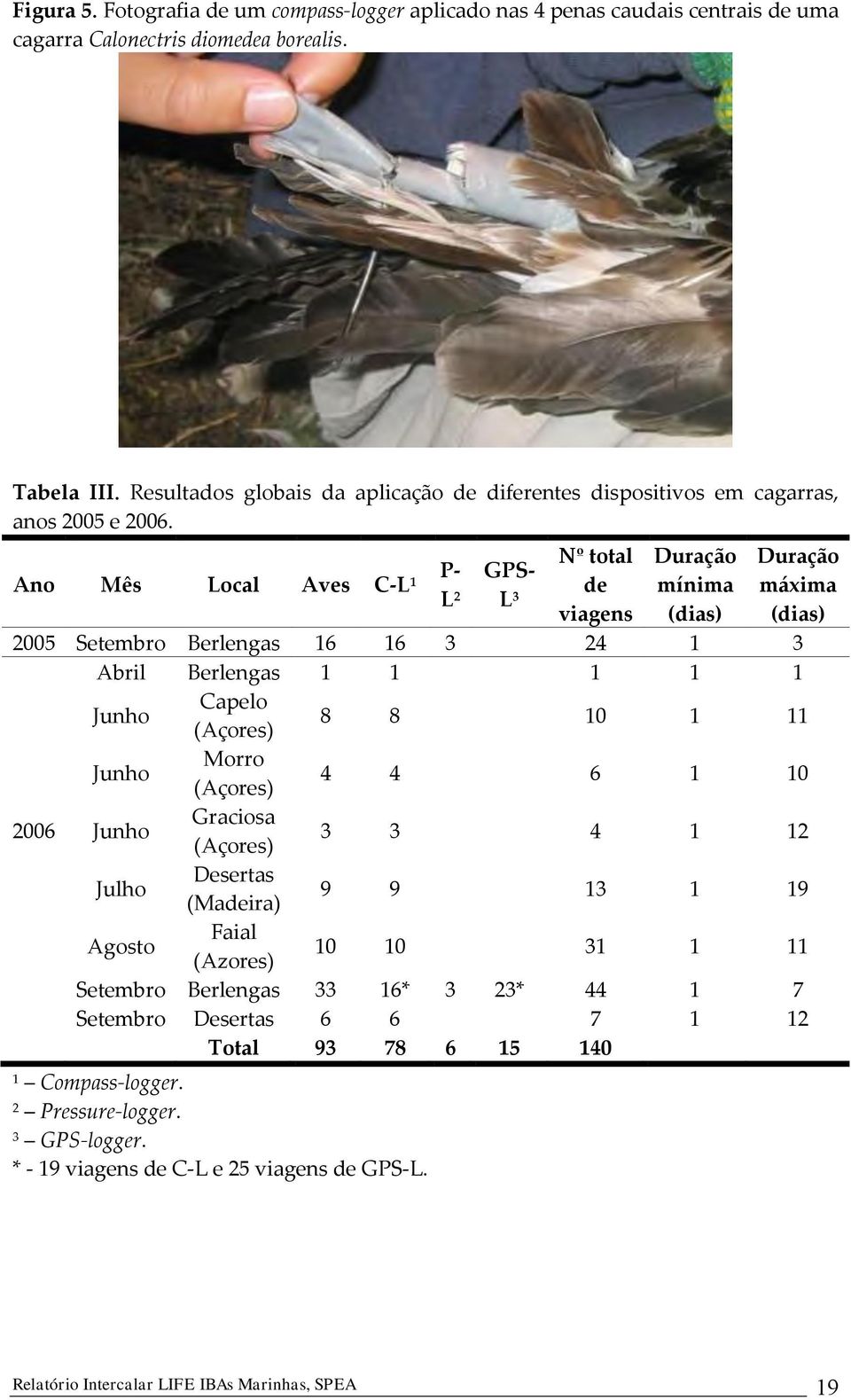 Ano Mês Local Aves C-L 1 P- L 2 GPS- L 3 Nº total de viagens Duração mínima (dias) Duração máxima (dias) 2005 Setembro Berlengas 16 16 3 24 1 3 Abril Berlengas 1 1 1 1 1 Junho Capelo (Açores) 8 8 10