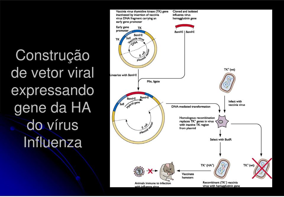 expressando gene