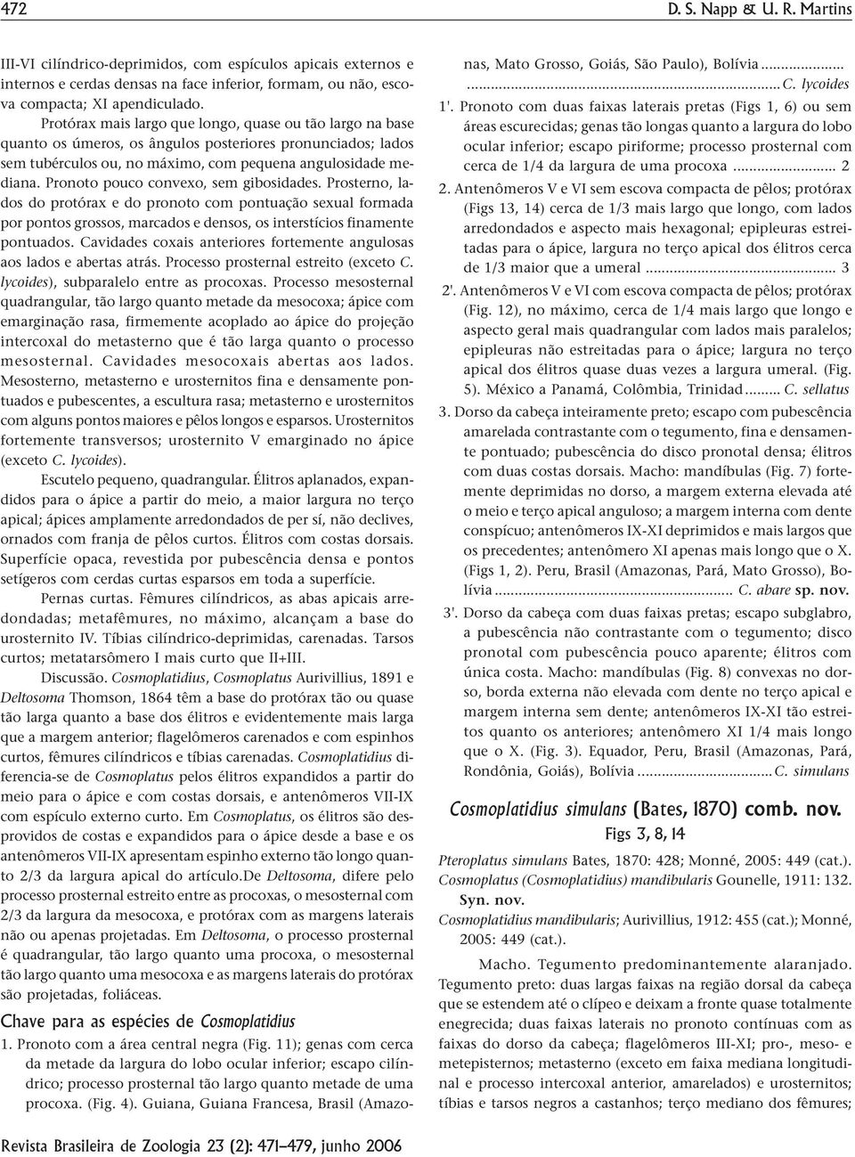 Pronoto pouco convexo, sem gibosidades. Prosterno, lados do protórax e do pronoto com pontuação sexual formada por pontos grossos, marcados e densos, os interstícios finamente pontuados.