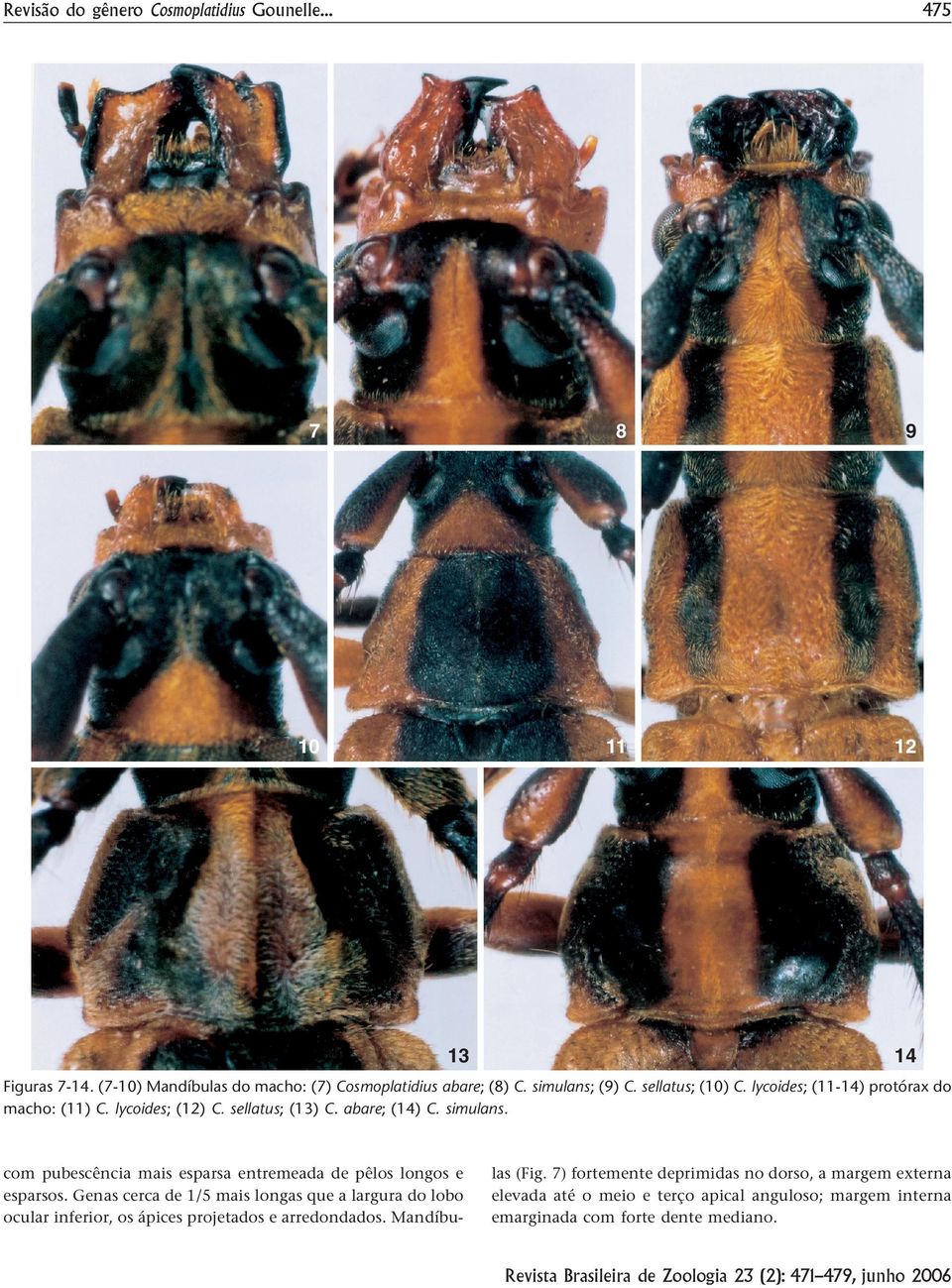 com pubescência mais esparsa entremeada de pêlos longos e esparsos.