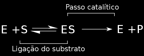 A cinética enzimática é o estudo do mecanismo pelo qual as enzimas se ligam aos substratos, transformando-os em produtos.