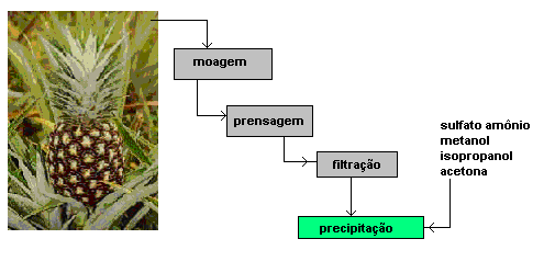 Bromelina Talo e no fruto do abacaxi - menos maduros (porção mais baixa e central do talo).