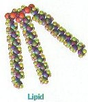 livre) e a amino-terminal (grupo N2 livre).