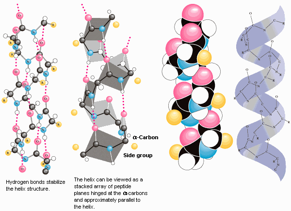 Peptídeos e Proteínas: Nomenclatura Aminoácidos que formam parte de uma estrutura de um peptídeo ou de uma proteína são denominados com terminação il ao invés de ina: alanil (aminoácido ligado) ao