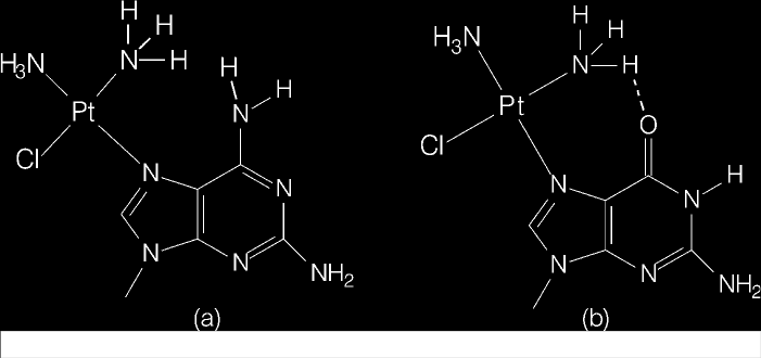 Como age a Cis-Platina? Adenina Guanina A ligação da platina com o DNA ocorre preferencialmente através de um dos átomos de nitrogênio de guanina ou de adenina.