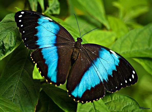 Introdução ao Ensino de Ciências As ciências naturais se dedicam ao estudo da natureza, em seus aspectos mais gerais e fundamentais; Divide-se em 5 áreas: Biologia origem, evolução e as propriedades