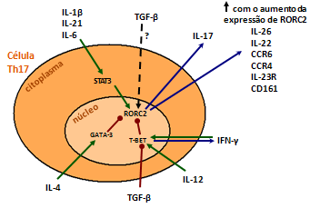 Introdução Figura 2. Regulação da diferenciação das células Th17 e citocinas por elas produzidas.