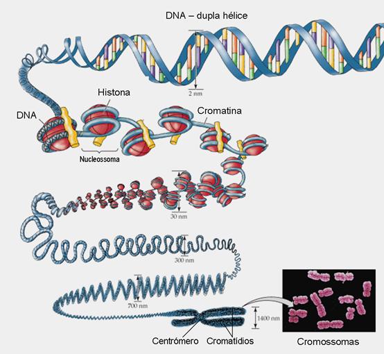 Hélice de DNA Nucleossoma (DNA + histonas) Já é parte do filamento de