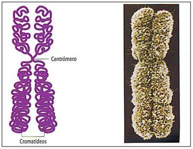 Centrómero Durante a mitose, ocorre a rutura do centrómero e os
